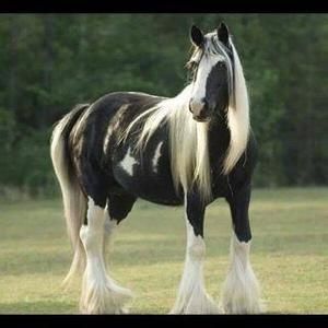 Meet your Posher, Abu baker